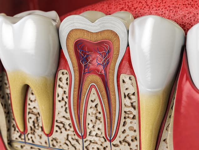 Cross-section model of a tooth showing the pulp and root canals treated in root canal therapy